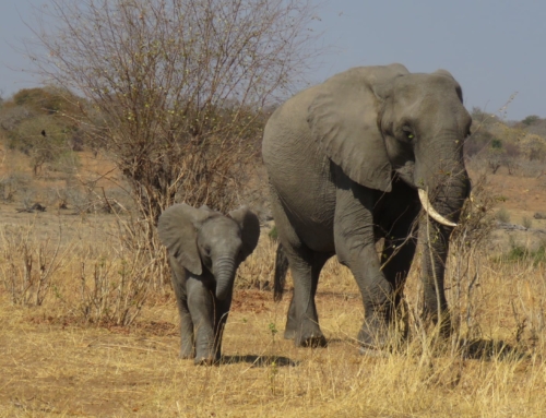Majestic African Elephant of Eastern and Southern Africa
