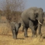 Mother and calve in Chobe, Southern Africa