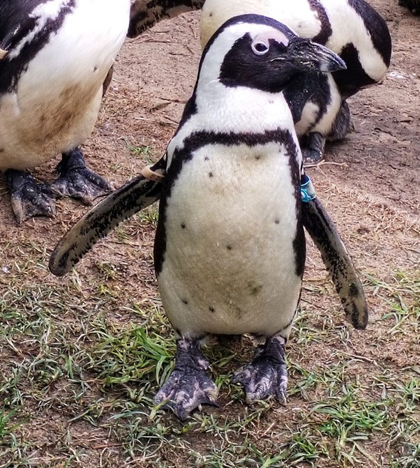 Boulders Beach African Penguin