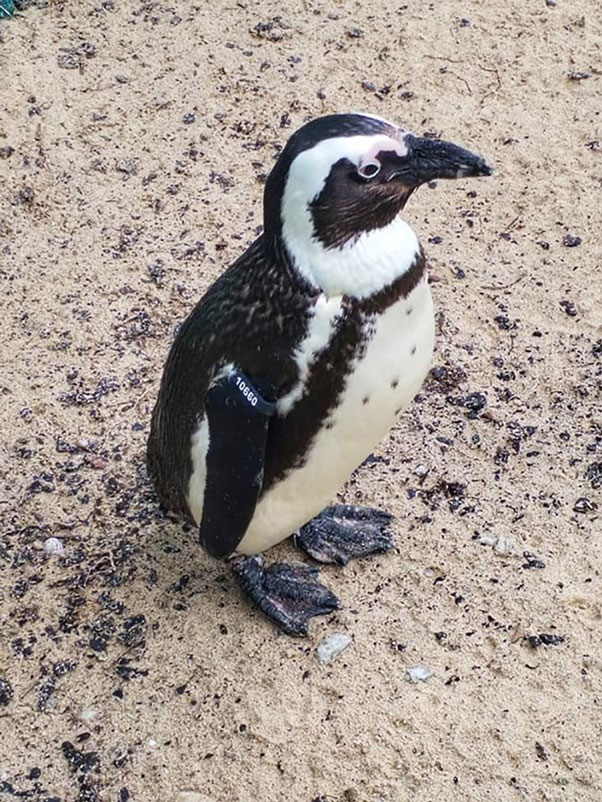 Boulders Beach African Penguin