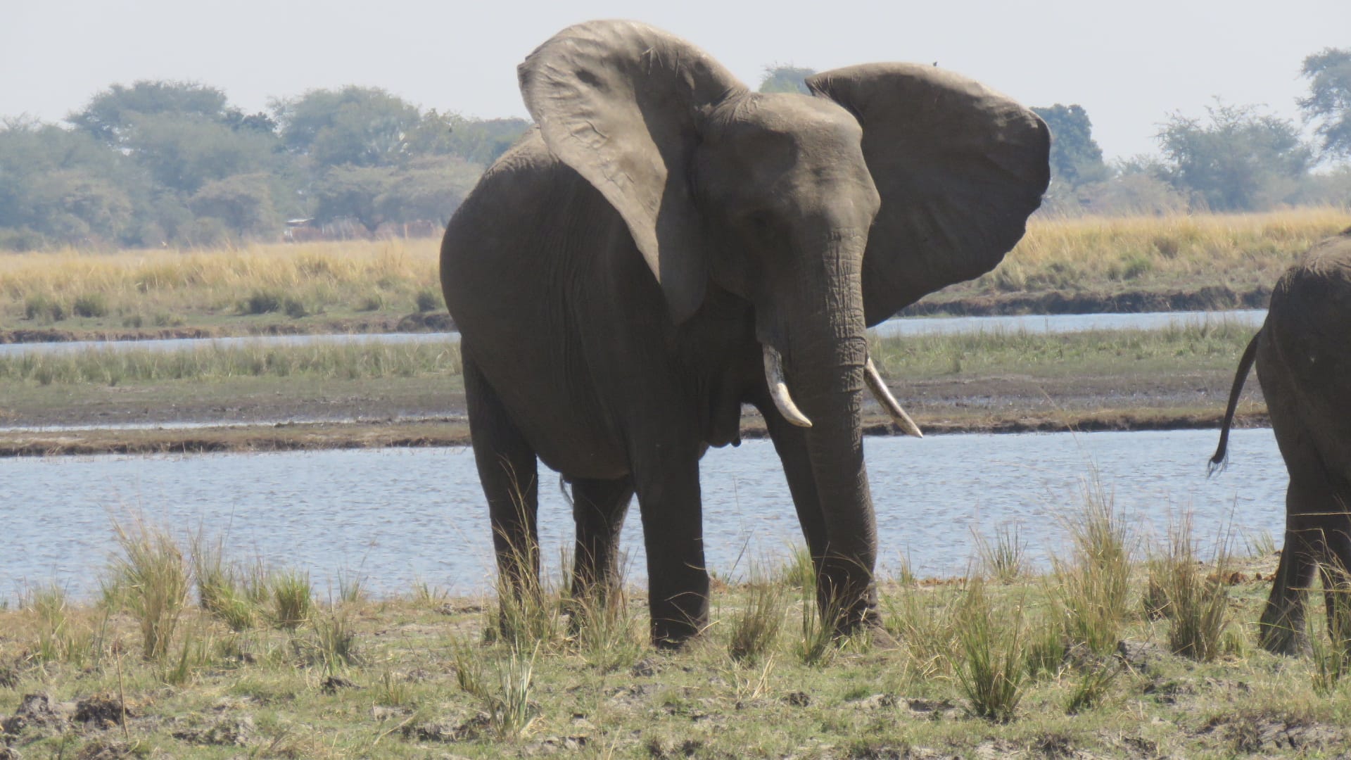 African Elephants in Southern and Eastern Africa 