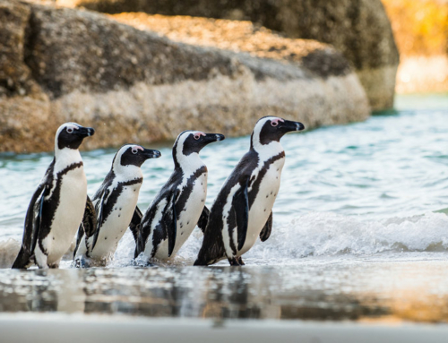 Boulders Beach African Penguin