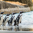 Boulders Beach African Penguin